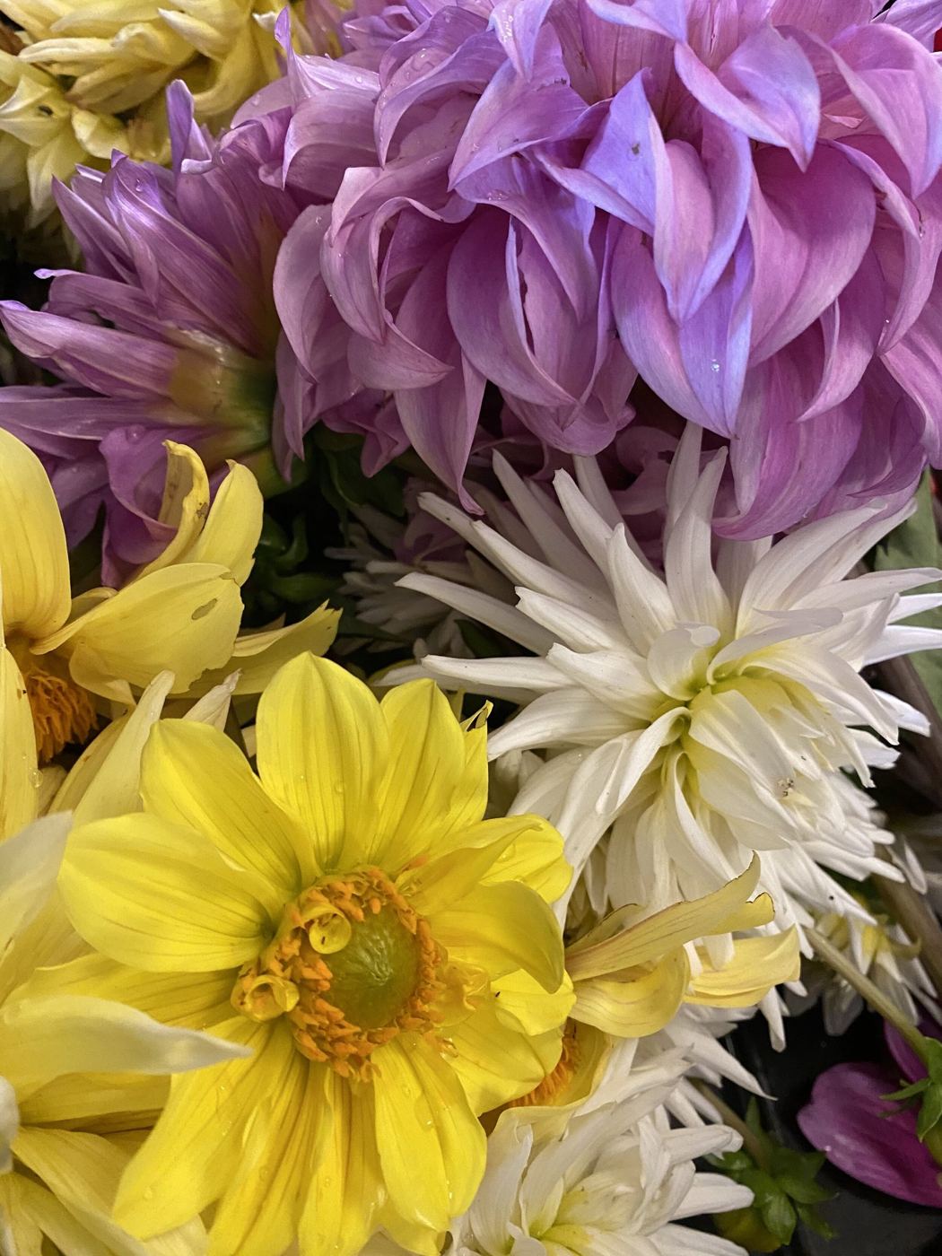 A bouquet of dahlias