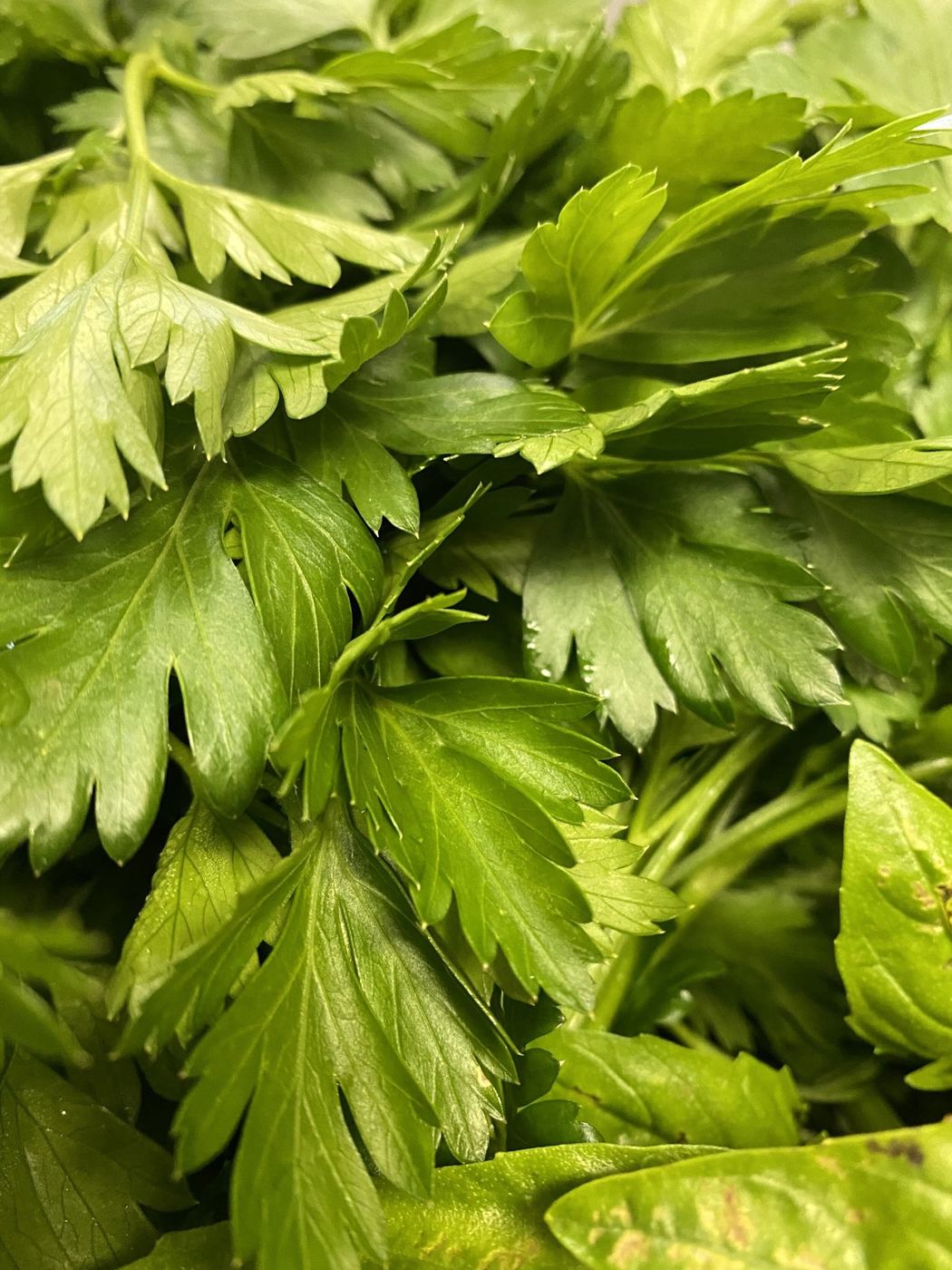 Fresh local greens